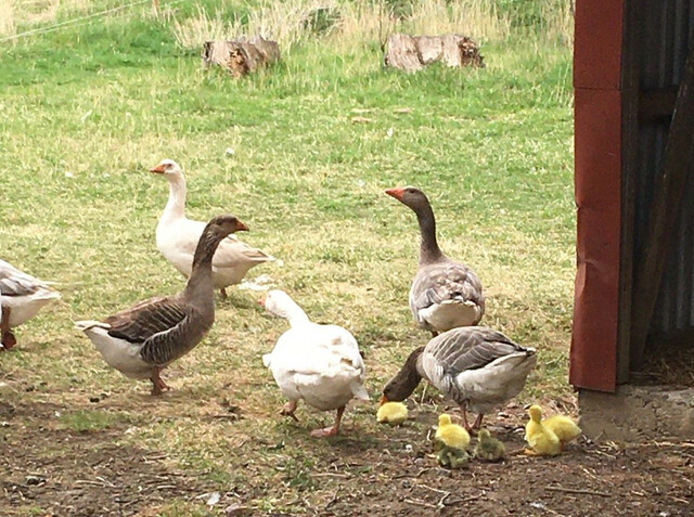 6 gäss och 6 gässlingar på en bondgård
