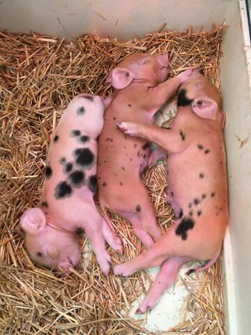 Tre små grisar som ligger tillsamans och såver